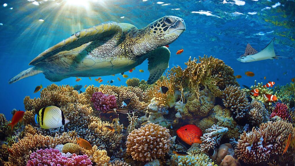 gopro hero 12 underwater